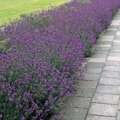 Munstead Lavender – Preferrred For Compact Areas