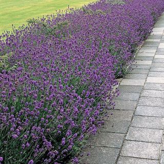 Munstead Lavender – Preferrred For Compact Areas