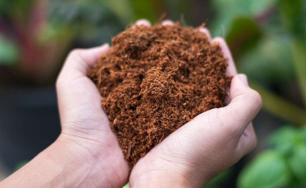 Peat Moss Vs. Coco Coir: Professionals And Cons To Contemplate