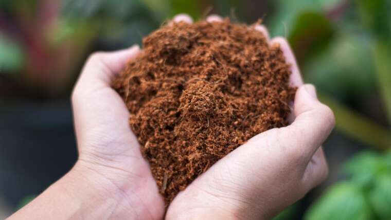 Peat Moss Vs. Coco Coir: Professionals And Cons To Contemplate