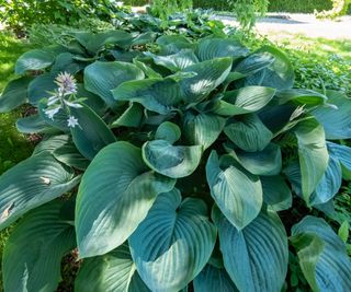 Largest Hosta Crops You Can Develop: 6 Plantain Lily Whoppers