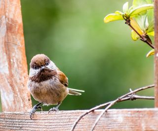 Songbird Recognizing: 7 Widespread Varieties Of Songbirds That Fill Your Backyard With Music