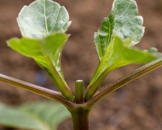 How To Deadhead Dahlias The Proper Approach – To Take pleasure in An Abundance Of Fall Flowers