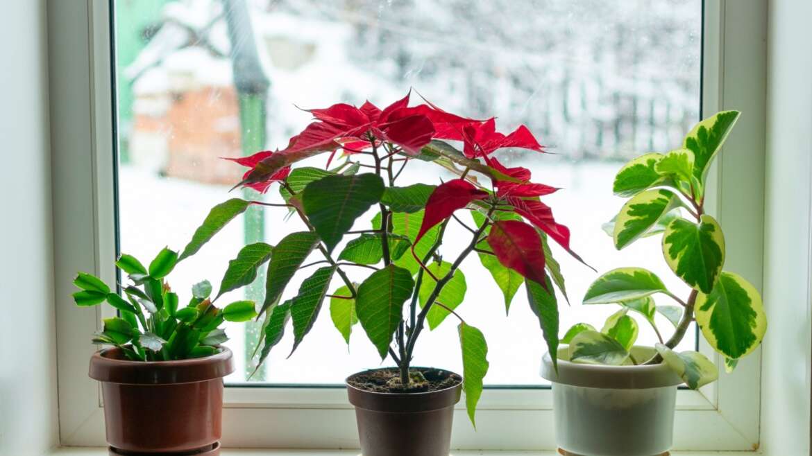 When and How A lot to Cut back Houseplant Watering For the Off Season