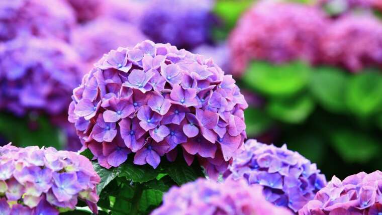 The right way to Divide Hydrangeas in 6 Easy Steps