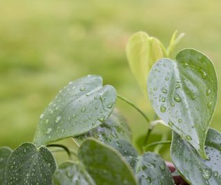 The Greatest Varieties Of Philodendron: eight Vining And Non-Climbing Houseplants