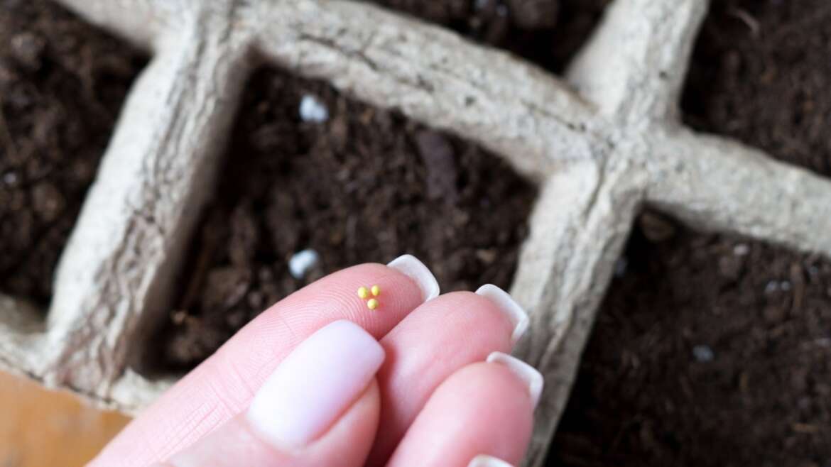 Tips on how to Save Petunia Seeds For Subsequent Yr