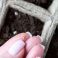 Tips on how to Save Petunia Seeds For Subsequent Yr