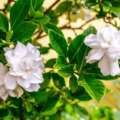 Gardenia Watering: How To Hydrate Cape Jasmine The Proper Manner