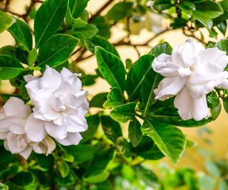 Gardenia Watering: How To Hydrate Cape Jasmine The Proper Manner