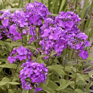 Greatest Perennials To Plant In Fall: Eight Beautiful Varieties For Subsequent Yr’s Backyard