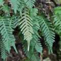 Polypodium Care: How To Develop And Care For Polypodium Ferns