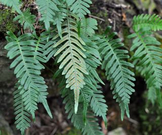 Polypodium Care: How To Develop And Care For Polypodium Ferns