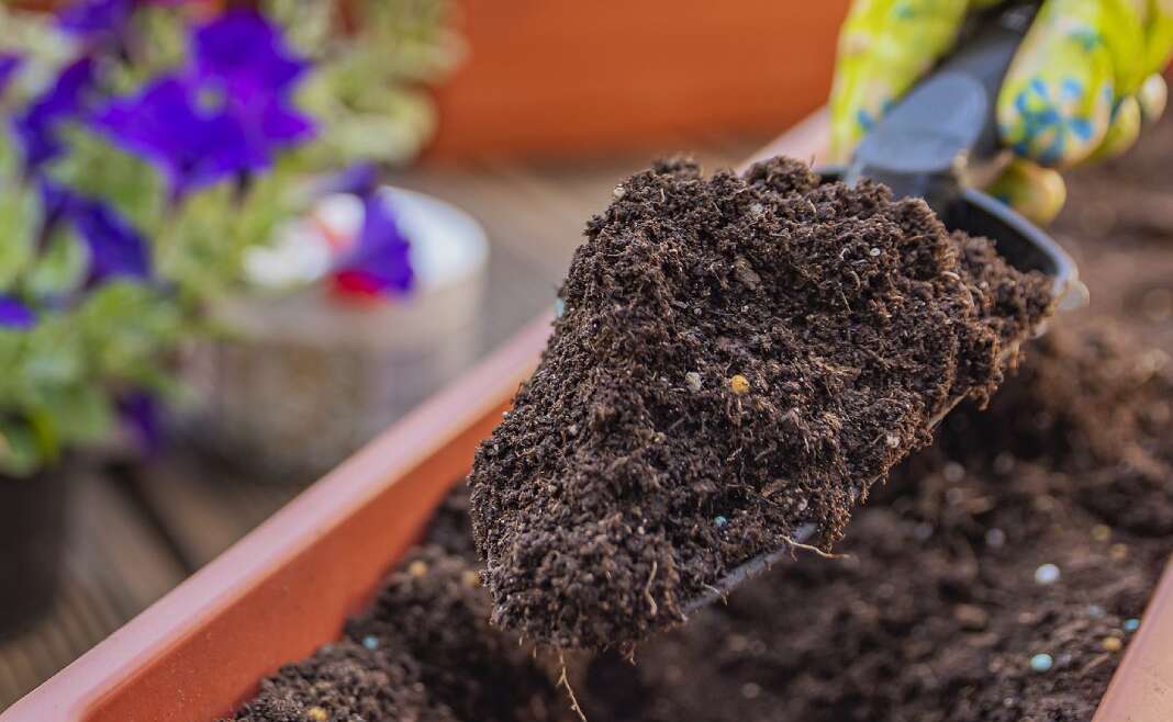 Why So Many Gardeners Are Switching To Peat-Free Compost – And Why You Ought to, Too