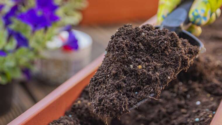 Why So Many Gardeners Are Switching To Peat-Free Compost – And Why You Ought to, Too