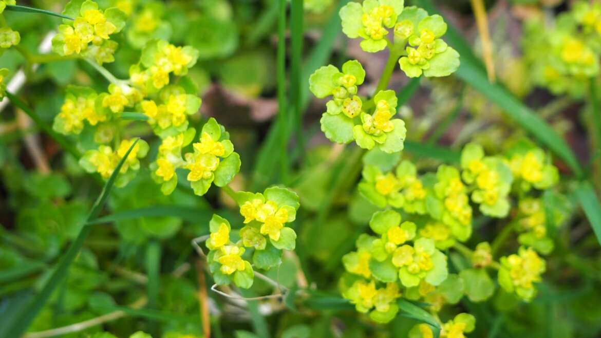 9 Chopping Flowers that Profit from Fall Sowing: Reap Tall Stems and Wholesome Blooms