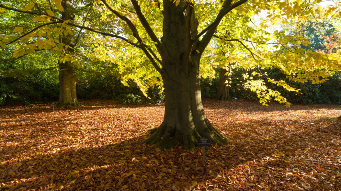 Which Bushes Have The Finest Fall Leaves? Our Prime Picks