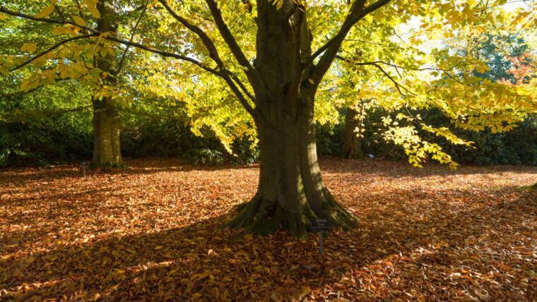 Which Bushes Have The Finest Fall Leaves? Our Prime Picks