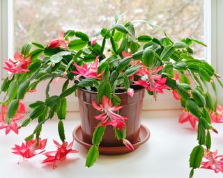 Repotting A Thanksgiving Cactus: Your Knowledgeable Information For Thriving Vegetation