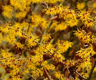 Stunning Fall Blooming Shrubs: 7 Flowering Crops For Late Season Curiosity And Colour