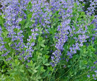 Blue Flowers For Native Gardens: 7 Native Blue Flowers To Develop