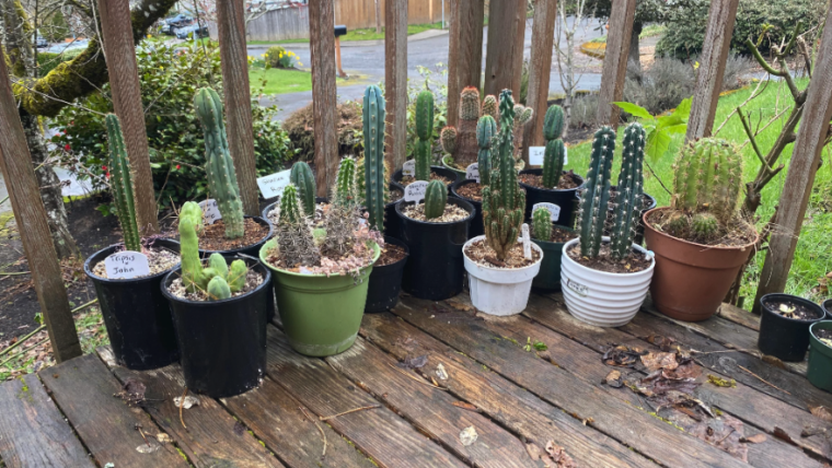 The best way to Shield Your Cactuses within the Winter: Prickly Pear, Agave, Totem Pole, Barrel Cactus, and Extra!