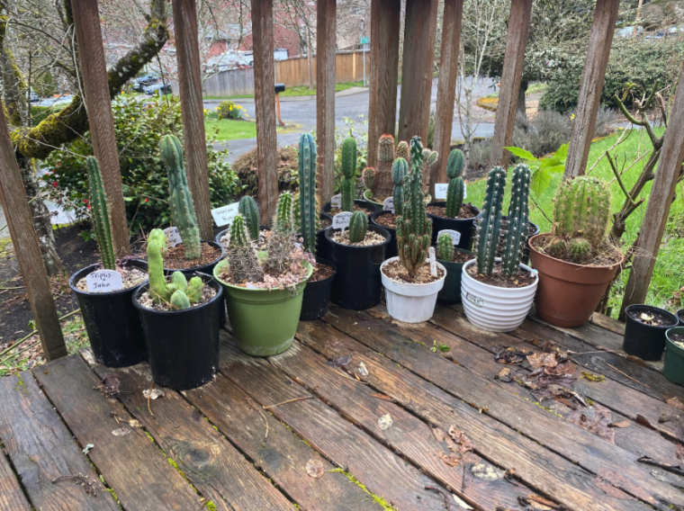 The best way to Shield Your Cactuses within the Winter: Prickly Pear, Agave, Totem Pole, Barrel Cactus, and Extra!