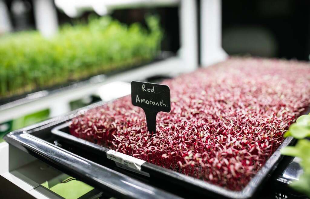 WHY FINE FOOD AUSTRALIA IS A MUST THIS SEPTEMBER