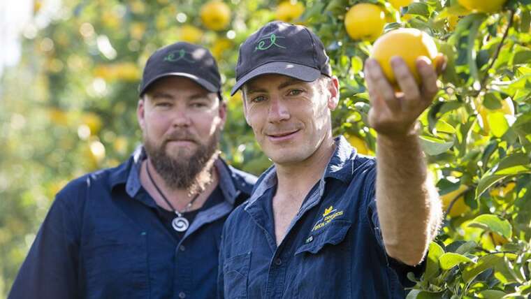 Apple growers strike gold with first glowing juice