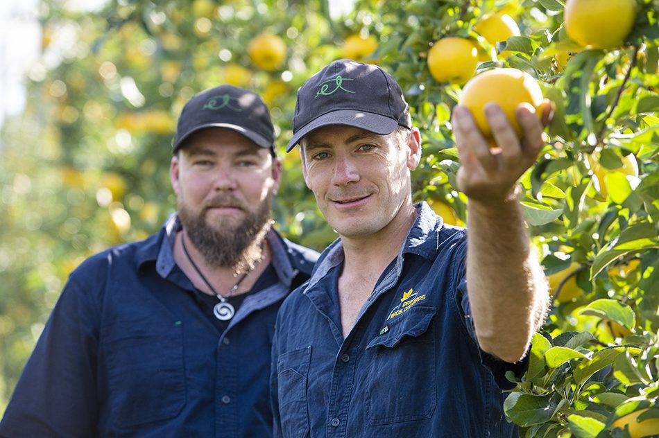 Apple growers strike gold with first glowing juice