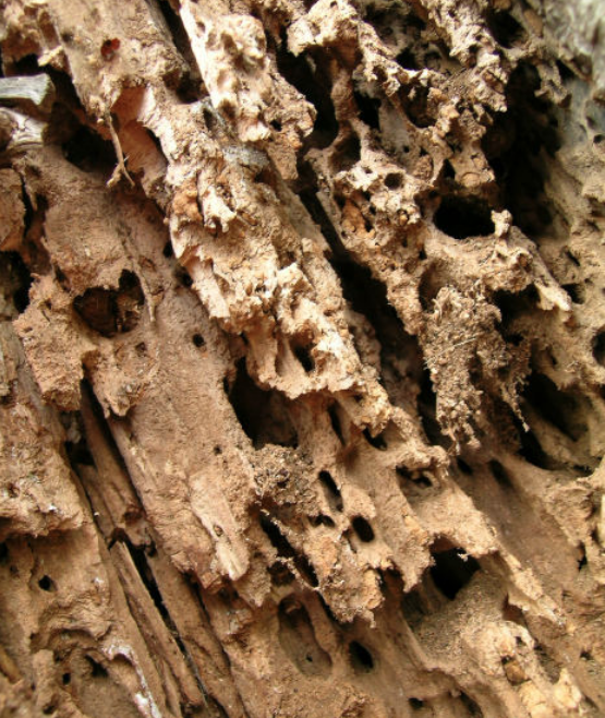 Termite Remedy and What Occurs When They Invade Your Residence?