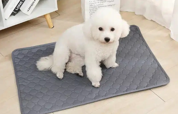 Reusable Canine Pee Pad Blanket: A Smarter, Cleaner Resolution for Pet Mother and father